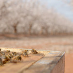 Spring into the Riverina! - Wild Nectar Honey